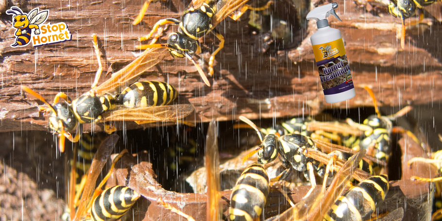 Il trattamento antivespe e vespe resiste all'acqua e alle intemperie?
