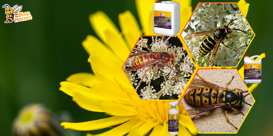 Il trattamento anti-calabroni e vespe è efficace contro tutti i tipi di calabroni e vespe?
