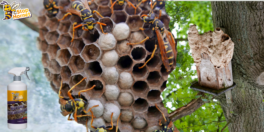 Possiamo utilizzare il prodotto anti-calabroni e vespe per prevenire la comparsa dei nidi?