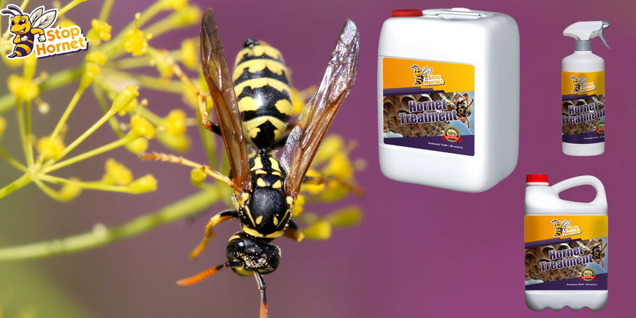 Cosa devi sapere sul trattamento anti-calabroni e vespe?