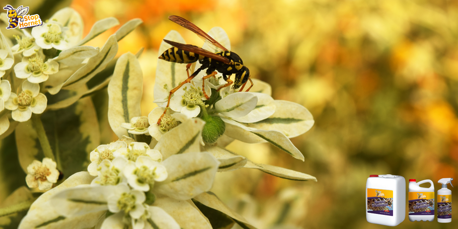 Il prodotto anti-Calabroni e Vespe: quali impatti sulle piante e sul giardino?