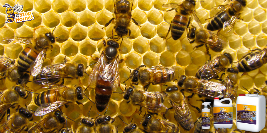 Il prodotto antivespe e calabroni può essere utilizzato in prossimità di alveari o colonie di api?