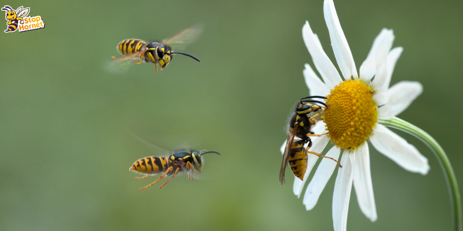 Come fai a sapere quando sono di stagione i calabroni e le vespe?