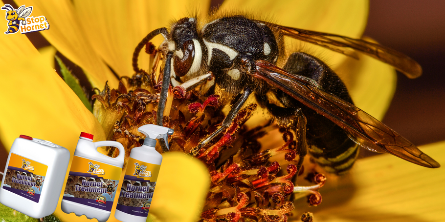 Come si confronta il prodotto per il controllo di calabroni e vespe con altri metodi di trattamento?